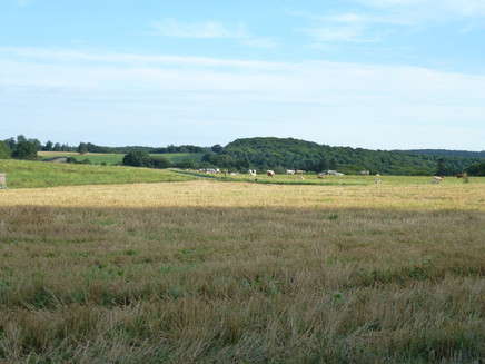 View of the meadow landscape